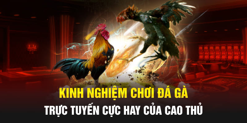 Kinh nghiệm chơi đá gà trực tuyến cực hay của cao thủ